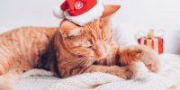 Cute little ginger cat sleeps on the sofa with xmas santa hat on, Christmas or New Year postcard